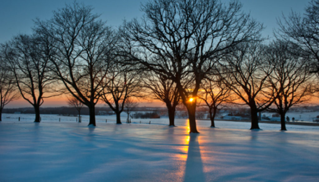 icy-snow-tree-sunset