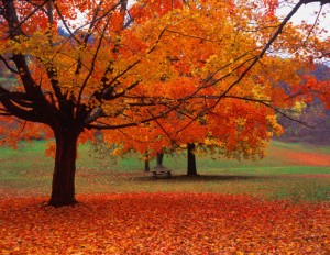(09) Fall Leaves