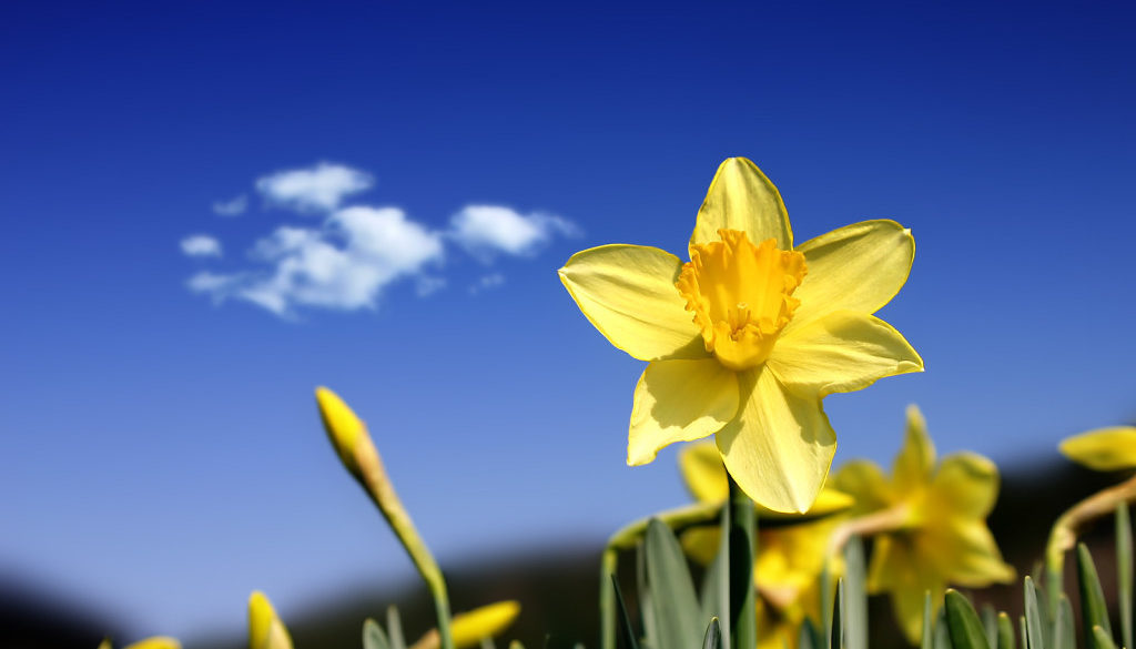 daffodil web box