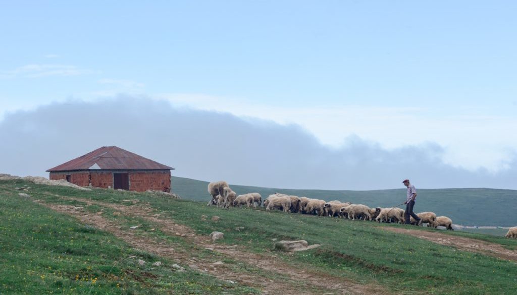 photo-of-shepherd-walking-his-flock-of-sheep-in-grass-field-2452315