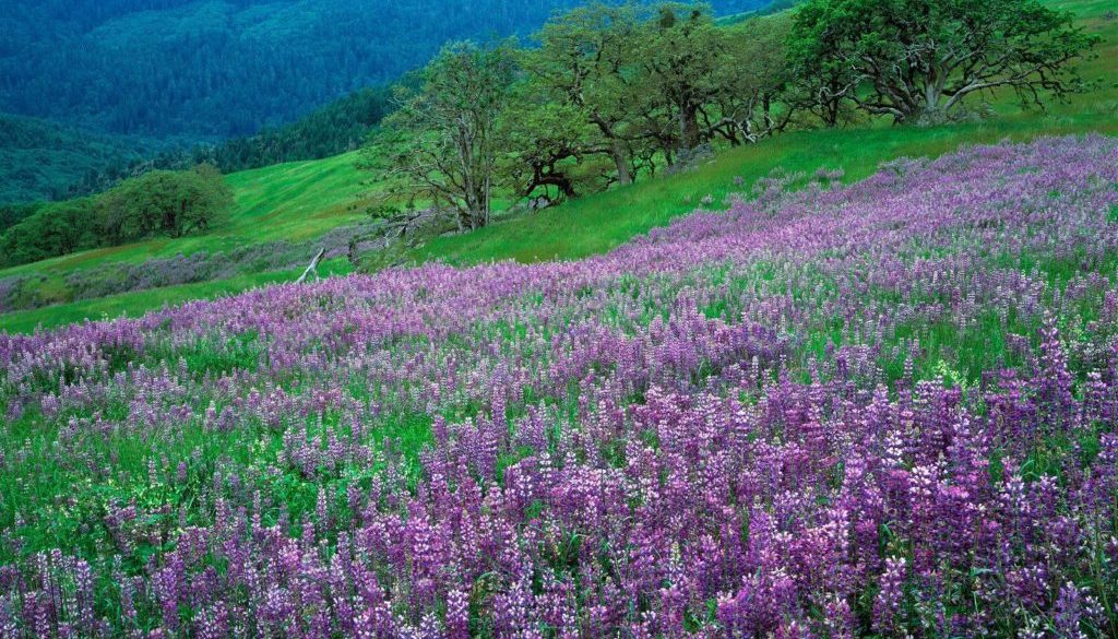 Oak-Trees-and-River-Lupines-Redwood-National-Park-California