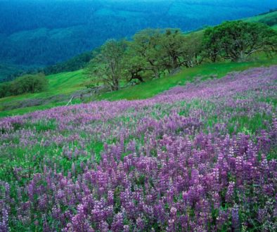 Oak-Trees-and-River-Lupines-Redwood-National-Park-California