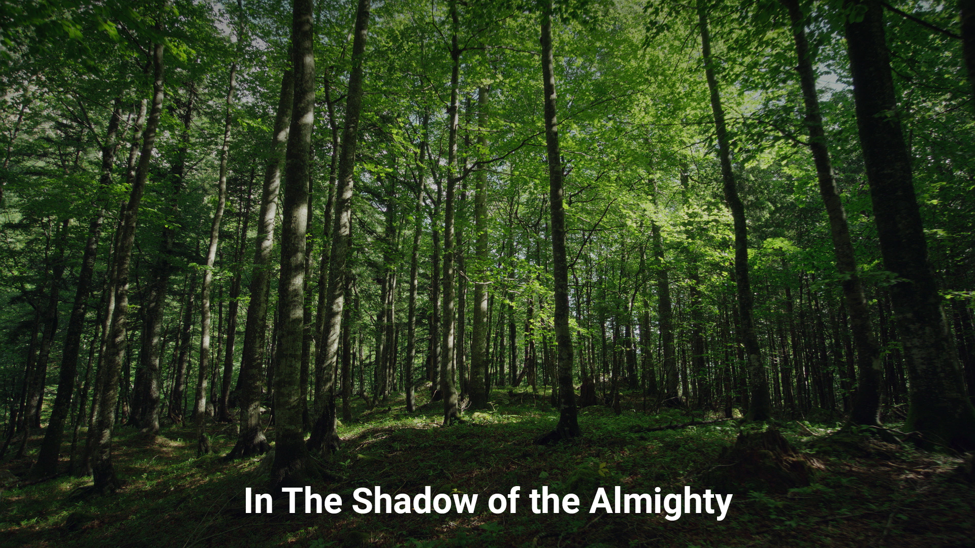 In The Shadow of the Almighty