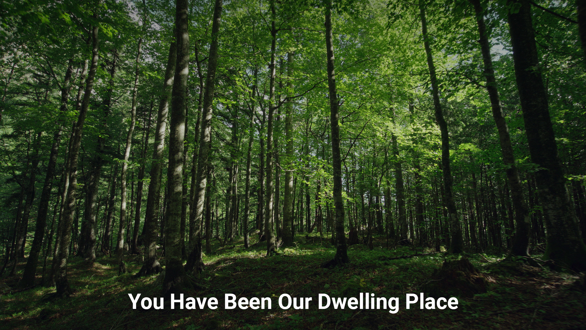 You Have Been Our Dwelling Place